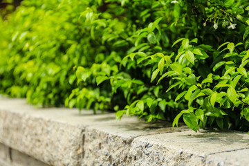 Brick wall and green leaf