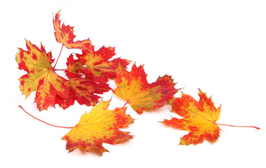 Feuilles mortes d'érable