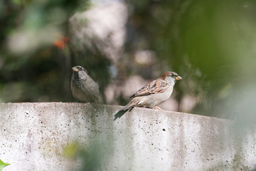 two sparrow on the fence