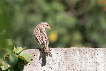 Portrait of a sparrow