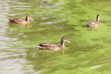 ducks swimming in green water