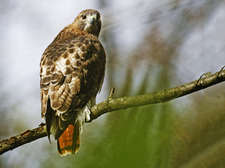 Red-tailed Hawk