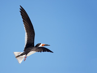 Black Skimmer in Flight
