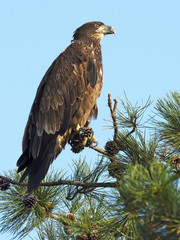 Juvenile Bald Eagle in Tree