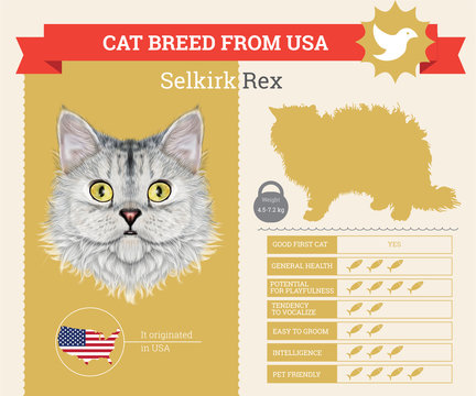 Selkirk Rex Cat breed vector infographics