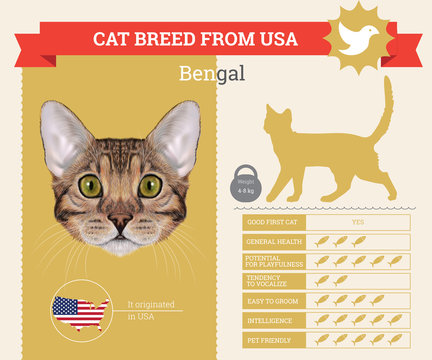 Bengal Cat breed vector infographics