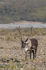 Caribou Bull in Velvet