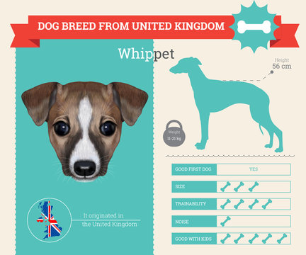 Whippet dog breed vector infographics