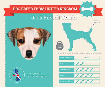 Jack Russell Terrier dog breed vector infographics