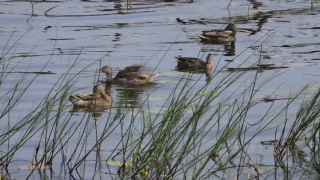 Ducks swim in a pon