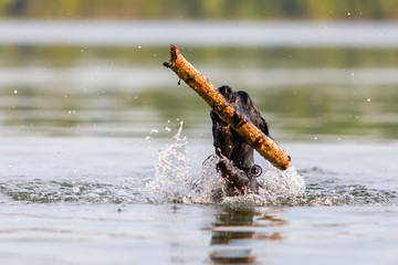 Standard Schnauzer retrieving a wooden stick