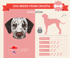 Dalmatian dog breed vector infographics