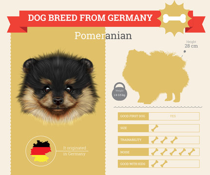 Pomeranian dog breed vector infographics