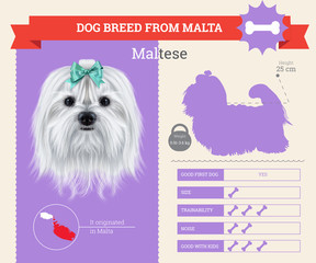Maltese dog breed vector infographics