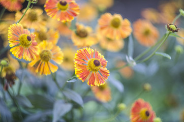 Beautiful Helenium flowers growing in the summer garden.