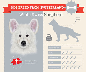 White Shepherd dog breed vector infographics