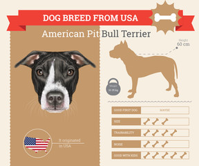 American Pit Bull Terrier dog breed vector infographics