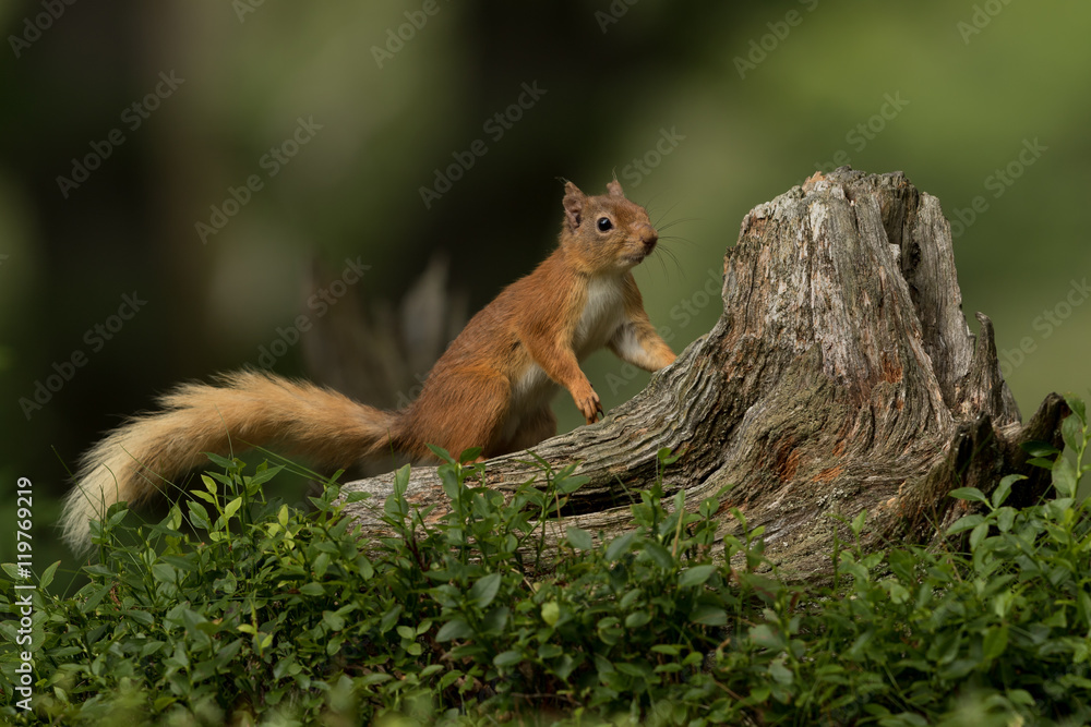 Canvas Prints red squirrel looking for food on a tree stump with a green background.