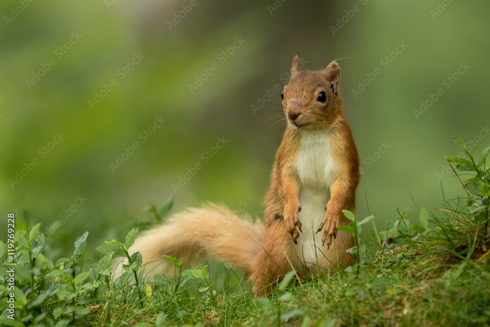 Wall mural red squirrel standing up looking around in green foliage with a green background.