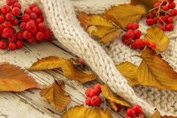 Autumn Yellow leaves with red rowan