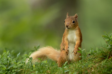Naklejka na ściany i meble Red Squirrel standing up looking around in green foliage with a green background.