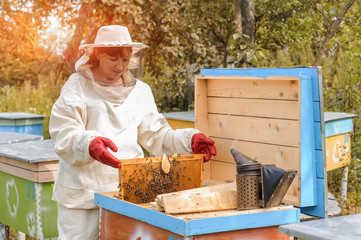 woman beekeeper looks after bees