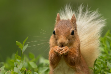 Close up of a Red Squirrel eating a nut with a green foliage background.
