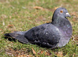 Pigeon