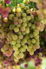 Grapes in Crete, Greece