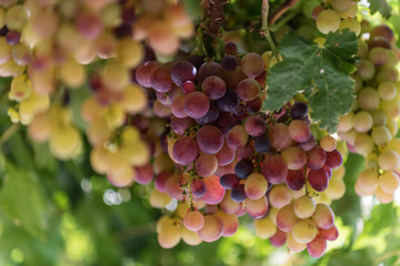 Grapes in Crete, Greece