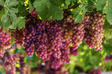 Grapes in Crete, Greece