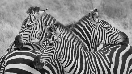 Fototapeta na wymiar Three zebra on lookout in black and white. Taken in Tanzania.