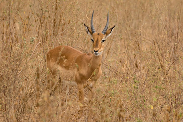 Naklejka na ściany i meble Gazelle standing in grassland taken in Tanzania.