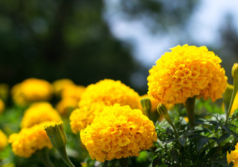 Yellow flowers on a blurred background. Shallow depth of field