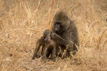 Mother baboon grooming baby baboon with dry grass as the background.
