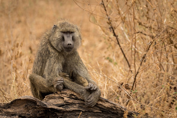 Baboon sitting on a log with dry grassland in the background.
