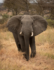 Fototapeta na wymiar Large bull Elephant close up with African savanna grasslands in the background.