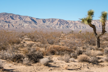 Mojave Desert