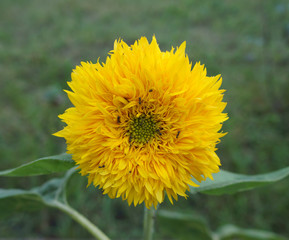 Obraz premium One yellow sunflower 'Teddy bear' with ants
