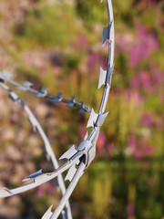 Barbed wire on the background of flowers