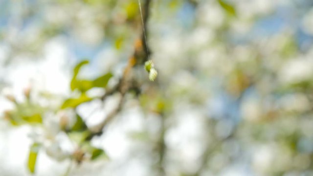 Caterpillar dangling from a tree by a single silk thread. Insect grub spinning a cocoon and blowing and twisting in the wind. Slow motion.