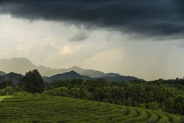 Fotobehang Tea plantations under clouds,Thailand. © mkitina4