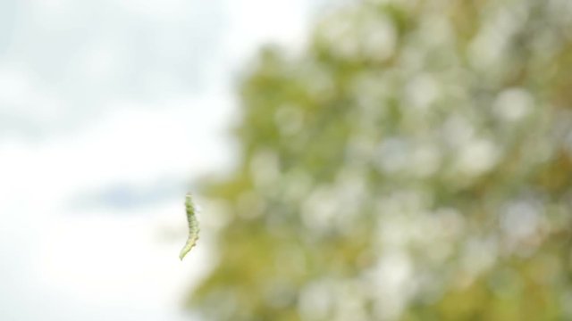Caterpillar dangling from a tree by a single silk thread. Insect grub spinning a cocoon and blowing and twisting in the wind. Slow motion.