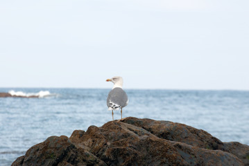 Seagull in the reef