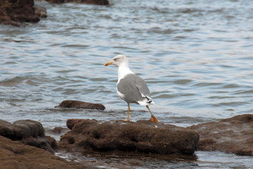 Seagull in the reef