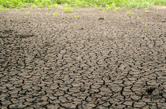 Drought: cracked soil