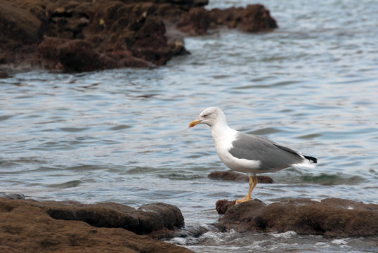Seagull in the reef