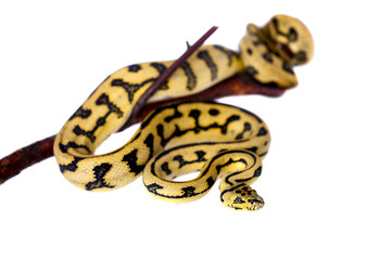 Naklejka premium Jungle Jaguar Carpet Python on white