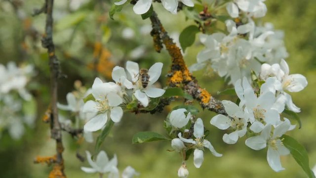 Bee collects honey on an apple tree blossom. Slow motion.