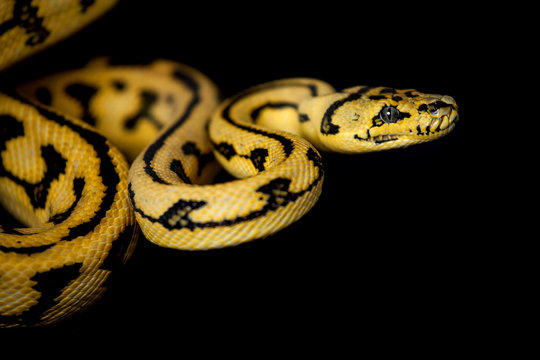 Jungle Jaguar Carpet Python on black